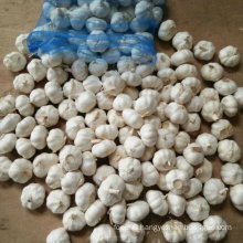 New Crop Fresh Snow White Garlic From China